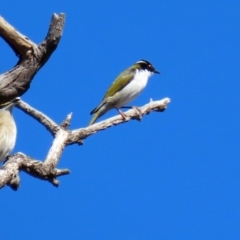 Melithreptus lunatus at Symonston, ACT - 26 Apr 2021