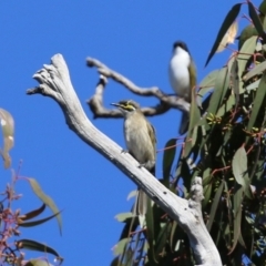 Caligavis chrysops (Yellow-faced Honeyeater) at Callum Brae - 26 Apr 2021 by RodDeb