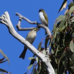 Caligavis chrysops at Symonston, ACT - 26 Apr 2021