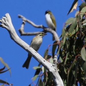 Caligavis chrysops at Symonston, ACT - 26 Apr 2021