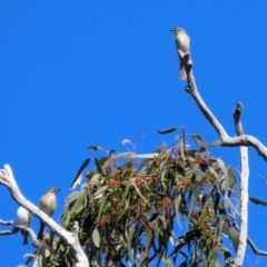 Caligavis chrysops at Symonston, ACT - 26 Apr 2021 12:49 PM