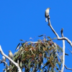 Caligavis chrysops at Symonston, ACT - 26 Apr 2021