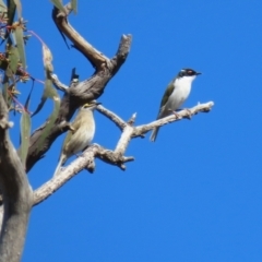 Caligavis chrysops at Symonston, ACT - 26 Apr 2021 12:49 PM