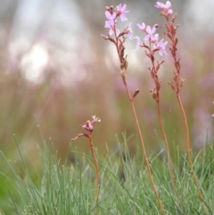 Stylidium montanum (Alpine Triggerplant) at Yarrangobilly, NSW - 1 Jan 2021 by Liam.m