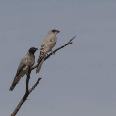 Coracina novaehollandiae (Black-faced Cuckooshrike) at Mount Painter - 29 Mar 2021 by AlisonMilton