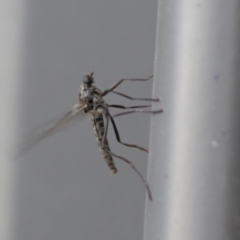 Boreoides subulatus at Higgins, ACT - 15 Apr 2021