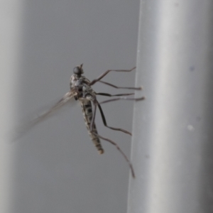 Boreoides subulatus at Higgins, ACT - 15 Apr 2021