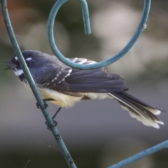 Rhipidura albiscapa (Grey Fantail) at Higgins, ACT - 16 Apr 2021 by AlisonMilton