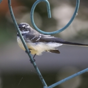 Rhipidura albiscapa at Higgins, ACT - 16 Apr 2021