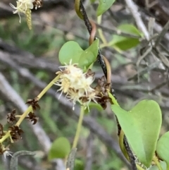 Anredera cordifolia (Madeira Vine ) at Corrowong, NSW - 26 Apr 2021 by BlackFlat