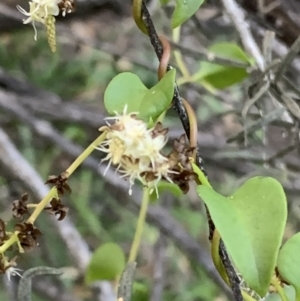 Anredera cordifolia at Corrowong, NSW - 26 Apr 2021