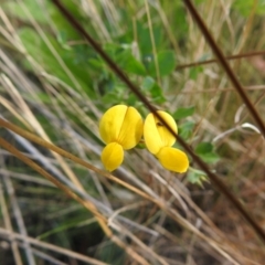 Lotus corniculatus (Birds-Foot Trefoil) at Booth, ACT - 14 Apr 2021 by Liam.m