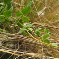 Lotus corniculatus at Booth, ACT - 14 Apr 2021