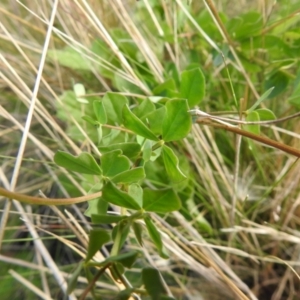 Lotus corniculatus at Booth, ACT - 14 Apr 2021 01:42 PM