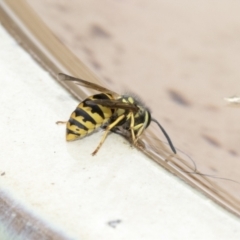 Vespula germanica (European wasp) at Higgins, ACT - 18 Feb 2021 by AlisonMilton