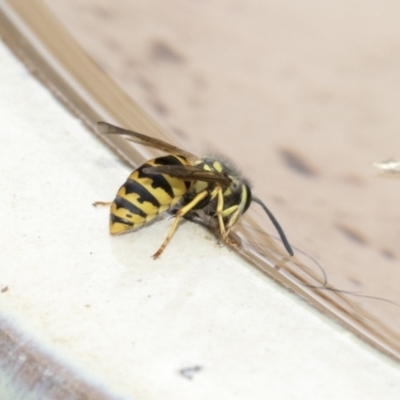 Vespula germanica (European wasp) at Higgins, ACT - 19 Feb 2021 by AlisonMilton