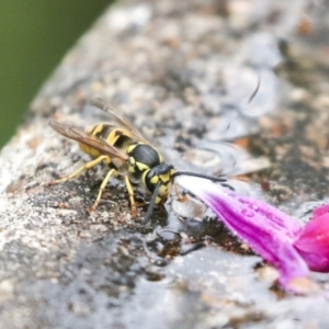 Vespula germanica at Higgins, ACT - 19 Feb 2021 09:24 AM