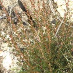 Kunzea peduncularis (Mountain Burgan) at Booth, ACT - 14 Apr 2021 by Liam.m