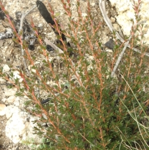 Kunzea peduncularis at Booth, ACT - 14 Apr 2021