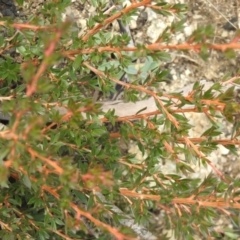 Kunzea peduncularis at Booth, ACT - 14 Apr 2021