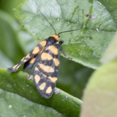 Asura lydia (Lydia Lichen Moth) at Higgins, ACT - 19 Feb 2021 by AlisonMilton