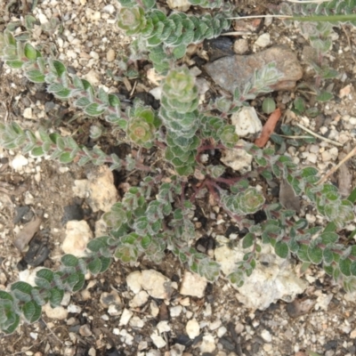 Oxylobium ellipticum (Common Shaggy Pea) at Booth, ACT - 14 Apr 2021 by Liam.m