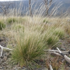 Poa labillardierei (Common Tussock Grass, River Tussock Grass) at Booth, ACT - 14 Apr 2021 by Liam.m