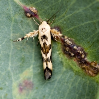 Stathmopoda melanochra (An Oecophorid moth (Eriococcus caterpillar)) at Higgins, ACT - 18 Feb 2021 by AlisonMilton