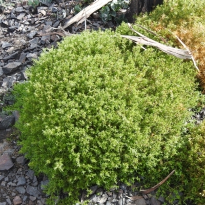 Stellaria pungens (Prickly Starwort) at Booth, ACT - 14 Apr 2021 by Liam.m