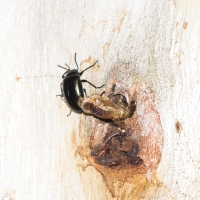 Chalcopteroides sp. (genus) (Rainbow darkling beetle) at Black Mountain - 8 Apr 2019 by AlisonMilton