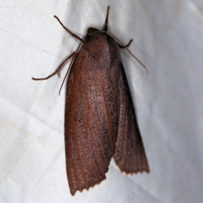 Paralaea porphyrinaria (Chestnut Vein Crest Moth) at QPRC LGA - 16 Apr 2021 by ibaird