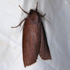 Paralaea porphyrinaria (Chestnut Vein Crest Moth) at Wyanbene, NSW - 16 Apr 2021 by ibaird