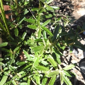 Olearia erubescens at Booth, ACT - 14 Apr 2021