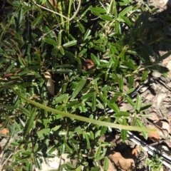 Olearia erubescens at Booth, ACT - 14 Apr 2021