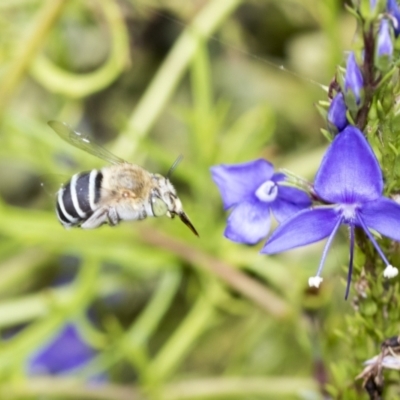 Amegilla sp. (genus) (Blue Banded Bee) at Higgins, ACT - 19 Feb 2021 by AlisonMilton