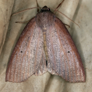 Paralaea porphyrinaria at Wyanbene, NSW - 16 Apr 2021