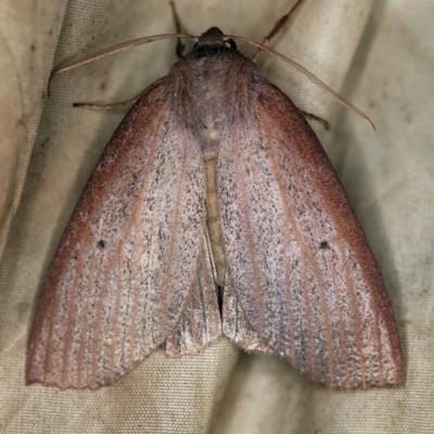 Paralaea porphyrinaria (Chestnut Vein Crest Moth) at QPRC LGA - 16 Apr 2021 by ibaird