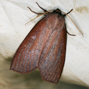 Paralaea porphyrinaria at Wyanbene, NSW - 16 Apr 2021