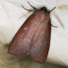 Paralaea porphyrinaria at Wyanbene, NSW - 16 Apr 2021