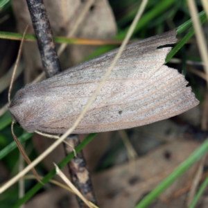 Paralaea porphyrinaria at Wyanbene, NSW - 16 Apr 2021