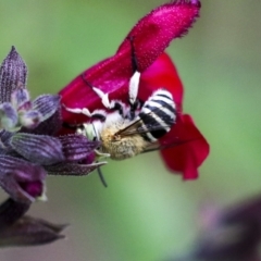 Amegilla sp. (genus) (Blue Banded Bee) at Higgins, ACT - 19 Feb 2021 by AlisonMilton