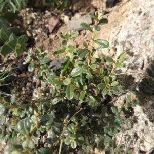 Phebalium squamulosum subsp. ozothamnoides at Booth, ACT - 14 Apr 2021