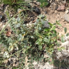 Phebalium squamulosum subsp. ozothamnoides at Booth, ACT - 14 Apr 2021