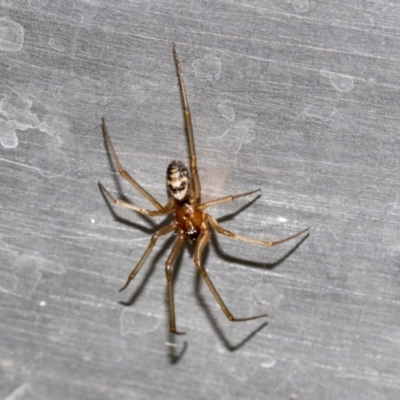 Steatoda grossa (Cupboard or Brown house spider) at Higgins, ACT - 25 Apr 2021 by AlisonMilton
