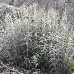 Olearia megalophylla (Large-leaf Daisy-bush) at Booth, ACT - 14 Apr 2021 by Liam.m