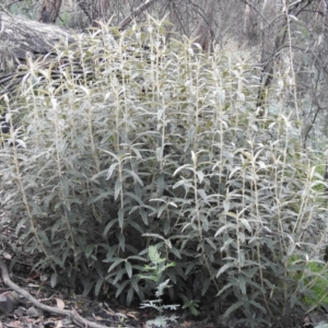 Olearia megalophylla at Booth, ACT - 14 Apr 2021 01:26 PM