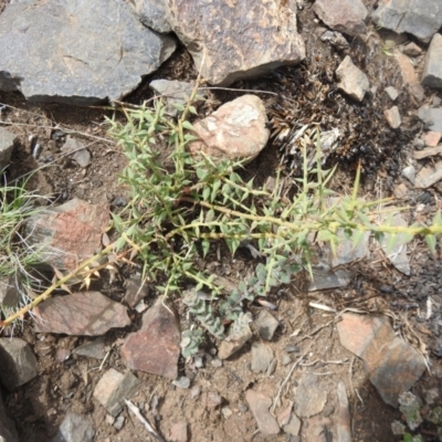 Daviesia ulicifolia (Gorse Bitter-pea) at Booth, ACT - 14 Apr 2021 by Liam.m