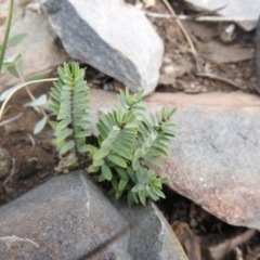 Pimelea (genus) (Rice Flower) at Booth, ACT - 14 Apr 2021 by Liam.m
