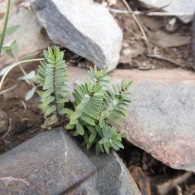Pimelea (genus) (Rice Flower) at Booth, ACT - 14 Apr 2021 by Liam.m