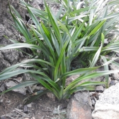 Dianella tasmanica (Tasman Flax Lily) at Booth, ACT - 14 Apr 2021 by Liam.m